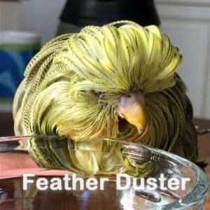 Feather Duster